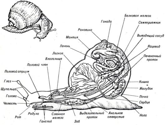 Брюхоногие моллюски &ndash; представители класса, нервная система и скелет (7 класс)