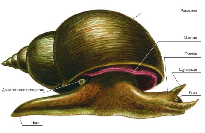 Брюхоногие моллюски &ndash; представители класса, нервная система и скелет (7 класс)