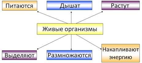 Царства живой природы &ndash; отличительные признаки, разнообразие организмов на Земле (5 класс, биология)