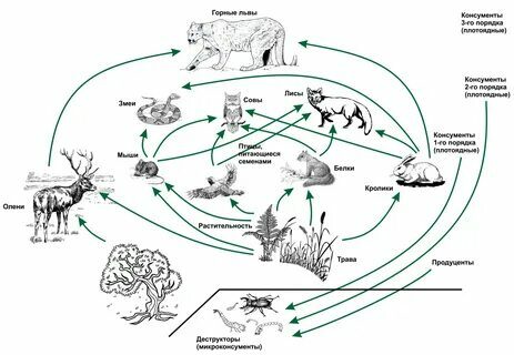 Цепи питания в биологии &ndash; что это такое, пищевые типы и примеры (6 класс)