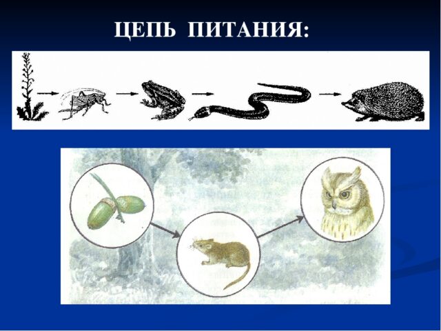 Цепи питания в биологии &ndash; что это такое, пищевые типы и примеры (6 класс)