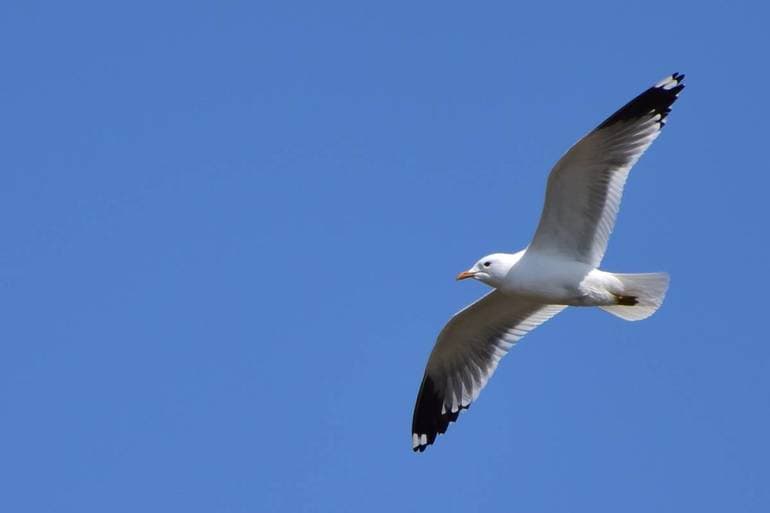 Чайка &mdash; описание, фото и виды птицы
