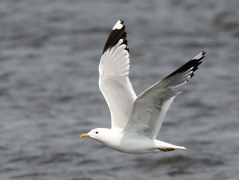 Чайка &mdash; описание, фото и виды птицы