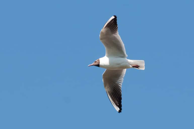 Чайка &mdash; описание, фото и виды птицы