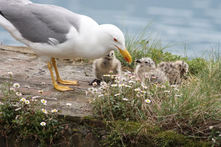 Чайка &mdash; описание, фото и виды птицы