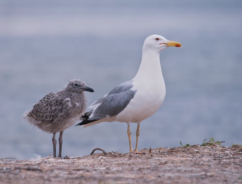 Чайка &mdash; описание, фото и виды птицы
