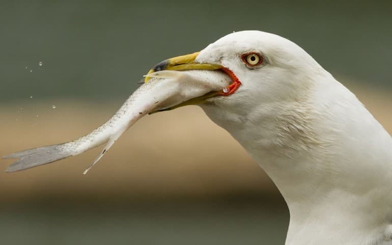 Чайка &mdash; описание, фото и виды птицы