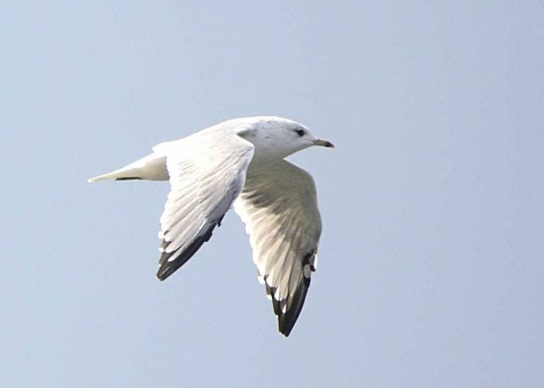 Чайка &mdash; описание, фото и виды птицы