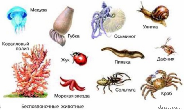 Чем отличаются членистоногие от других беспозвоночных животных, основные отличия