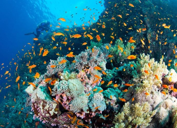 Чем занимается ихтиолог? &ndash; кто такой и что изучает профессия ихтиолог кратко&nbsp;