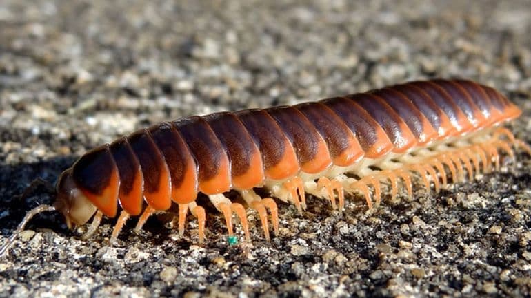 Членистоногие &mdash; общая характеристика и классификация представитлей