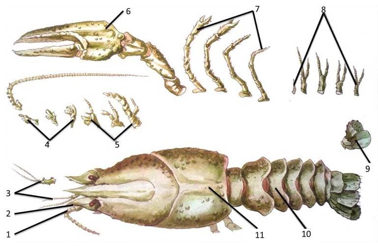 Членистоногие &mdash; общая характеристика и классификация представитлей