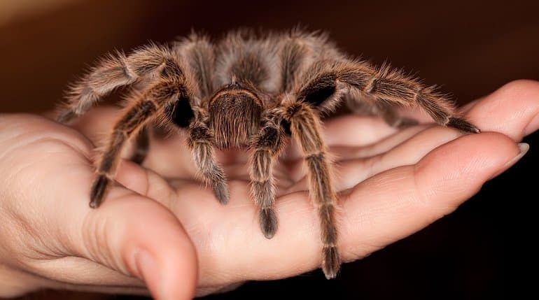 Членистоногие &mdash; общая характеристика и классификация представитлей