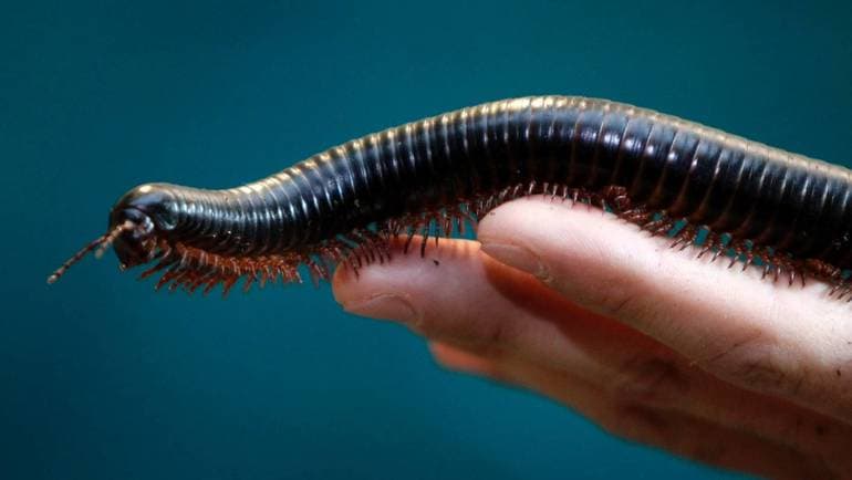 Членистоногие &mdash; общая характеристика и классификация представитлей