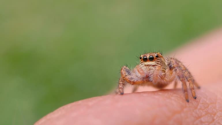 Членистоногие &mdash; общая характеристика и классификация представитлей