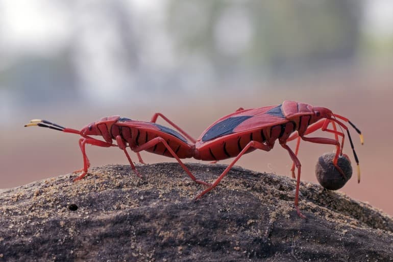 Членистоногие &mdash; общая характеристика и классификация представитлей