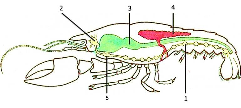 Членистоногие &mdash; общая характеристика и классификация представитлей