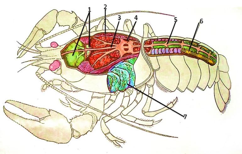 Членистоногие &mdash; общая характеристика и классификация представитлей