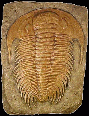 Членистоногие – общая характеристика типа и классов (7 класс)