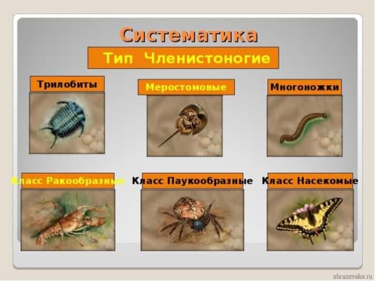 Членистоногие – общая характеристика типа и классов (7 класс)
