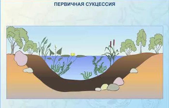 Что такое экологические сукцессии: виды, этапы и примеры