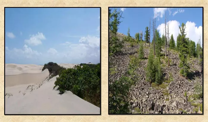 Что такое экологические сукцессии: виды, этапы и примеры