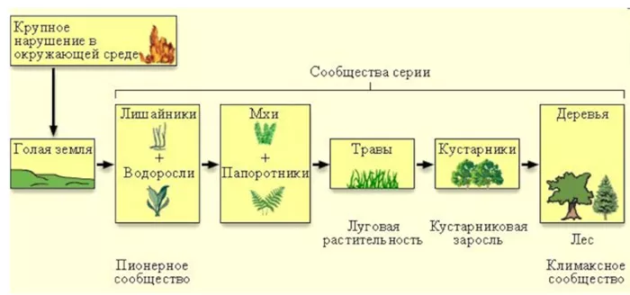 Что такое экологические сукцессии: виды, этапы и примеры
