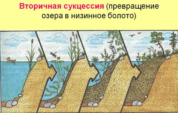 Что такое экологические сукцессии: виды, этапы и примеры