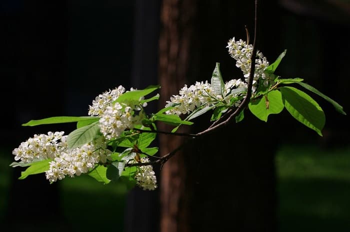 Что такое соцветие &mdash; виды, классификация и биологическое значение