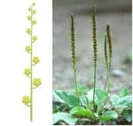 Что такое соцветие &mdash; виды, классификация и биологическое значение