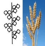 Что такое соцветие &mdash; виды, классификация и биологическое значение