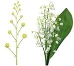 Что такое соцветие &mdash; виды, классификация и биологическое значение