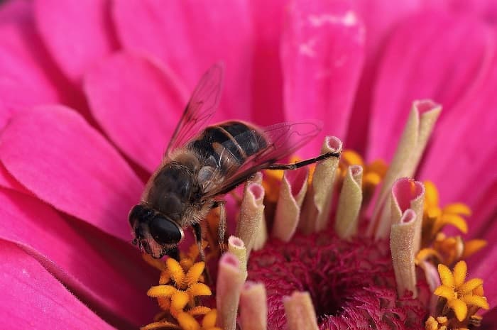 Что такое соцветие &mdash; виды, классификация и биологическое значение