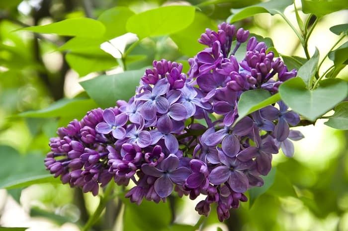 Что такое соцветие &mdash; виды, классификация и биологическое значение