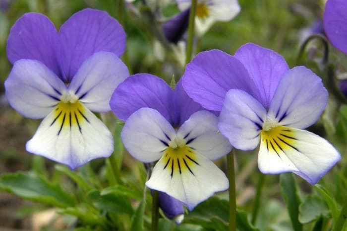 Что такое соцветие &mdash; виды, классификация и биологическое значение