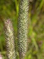 Что такое соцветие &mdash; виды, классификация и биологическое значение