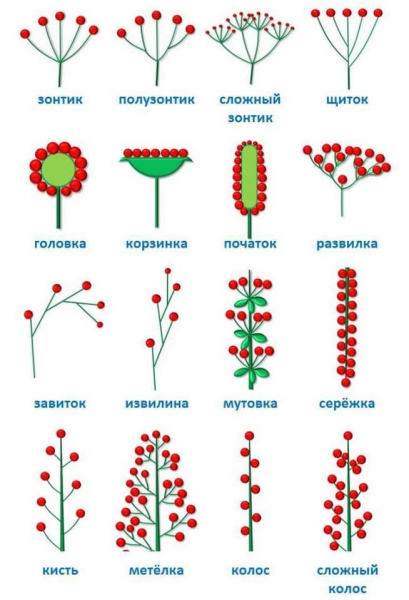 Что такое соцветие &mdash; виды, классификация и биологическое значение