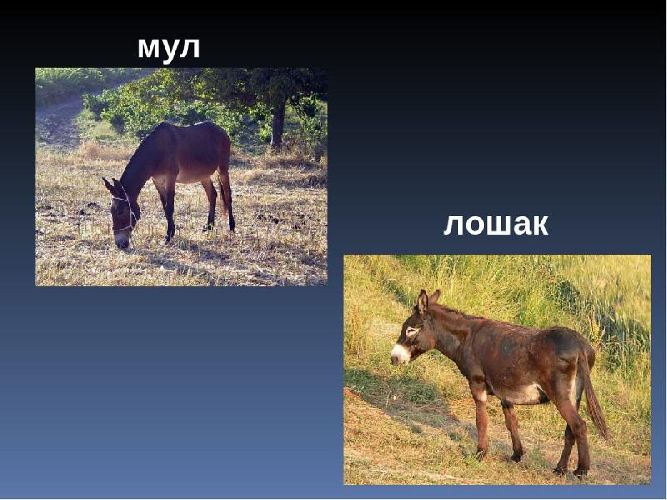 Что такое вид в биологии &ndash; определение и примеры кратко (5 класс, биология)