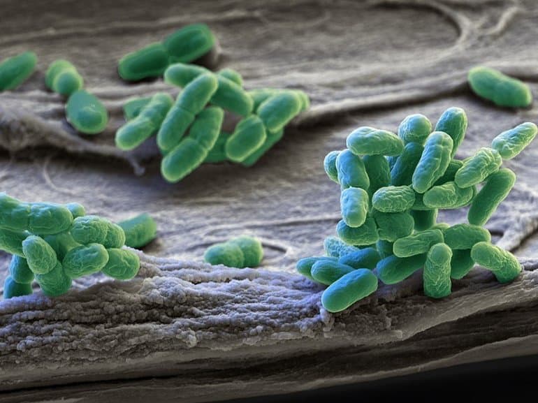 Цианобактерии &mdash; строение, роль и особенности жизнедеятельности
