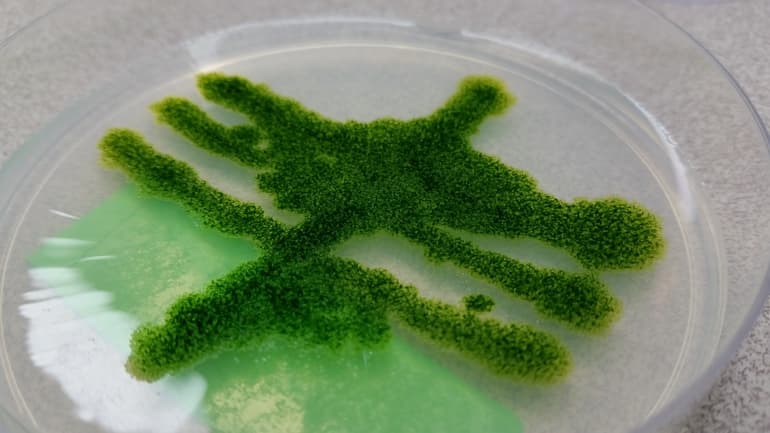 Цианобактерии &mdash; строение, роль и особенности жизнедеятельности