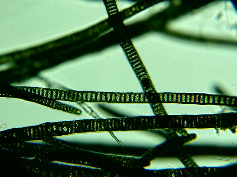 Цианобактерии &mdash; строение, роль и особенности жизнедеятельности