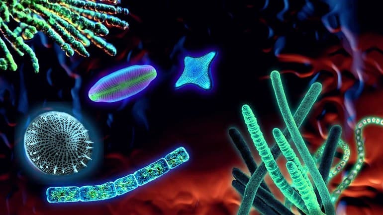 Цианобактерии &mdash; строение, роль и особенности жизнедеятельности