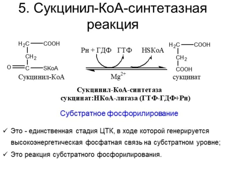 Цикл Кребса &mdash; кратко и понятно суть, схема и реакции