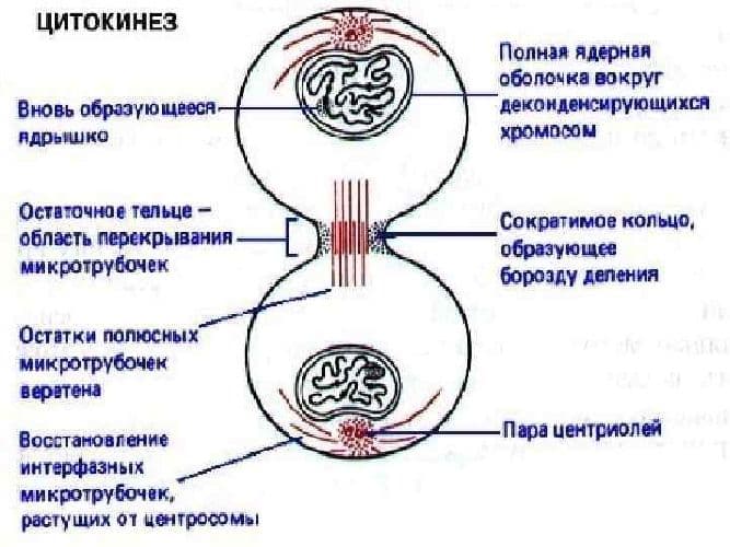 Цитоплазма живой клетки – роль, функция и движение в процессе деления