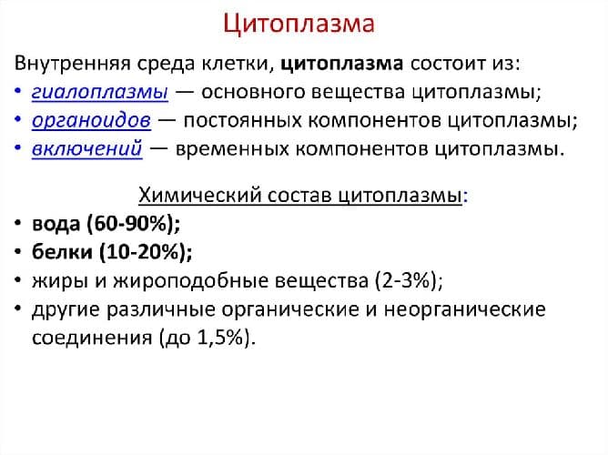 Цитоплазма живой клетки – роль, функция и движение в процессе деления