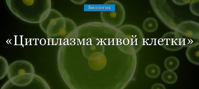 Цитоплазма живой клетки – роль, функция и движение в процессе деления