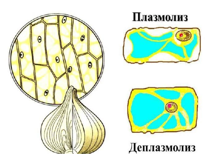 Цитоплазма живой клетки – роль, функция и движение в процессе деления
