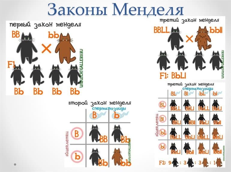 Дигибридное скрещивание &mdash; схема, правила и задачи
