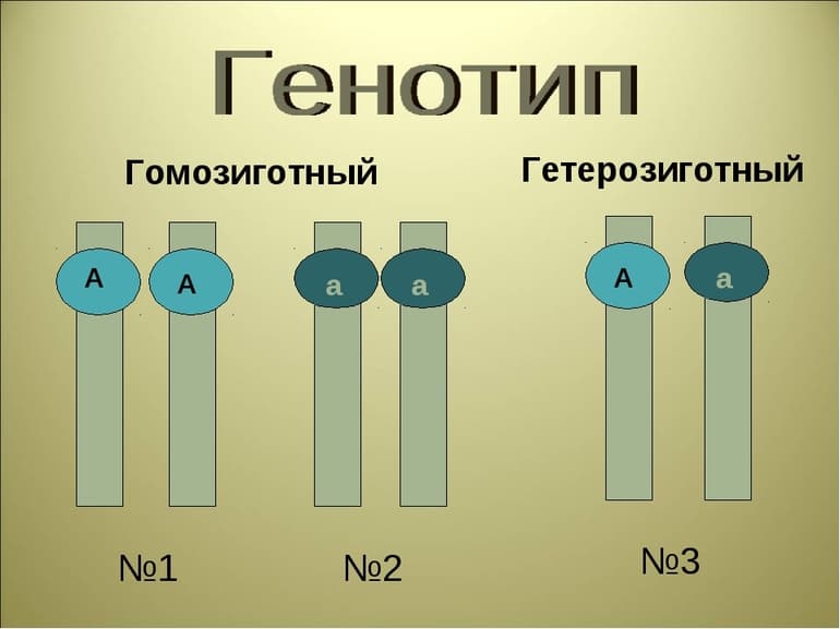 Дигибридное скрещивание &mdash; схема, правила и задачи