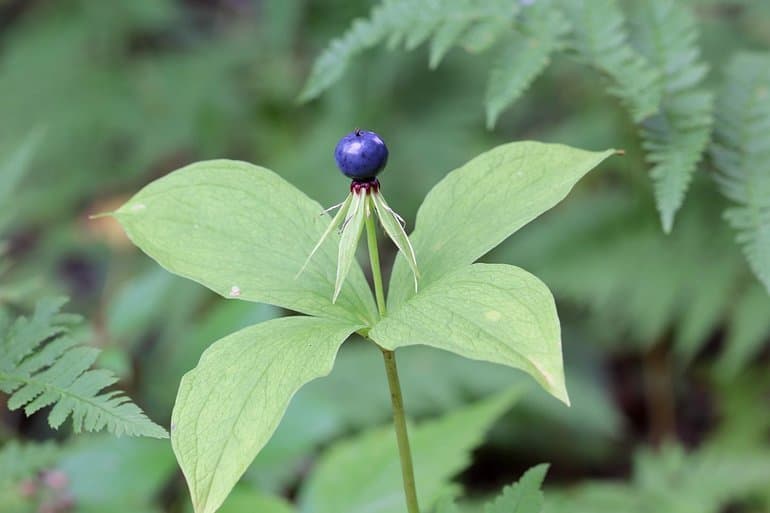 Дикорастущие растения &mdash; виды, примеры и классификация